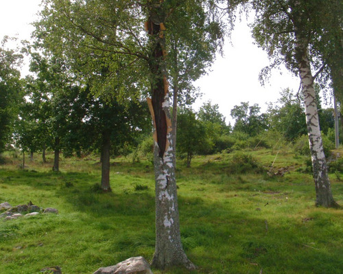 Major Birch Bark Split.